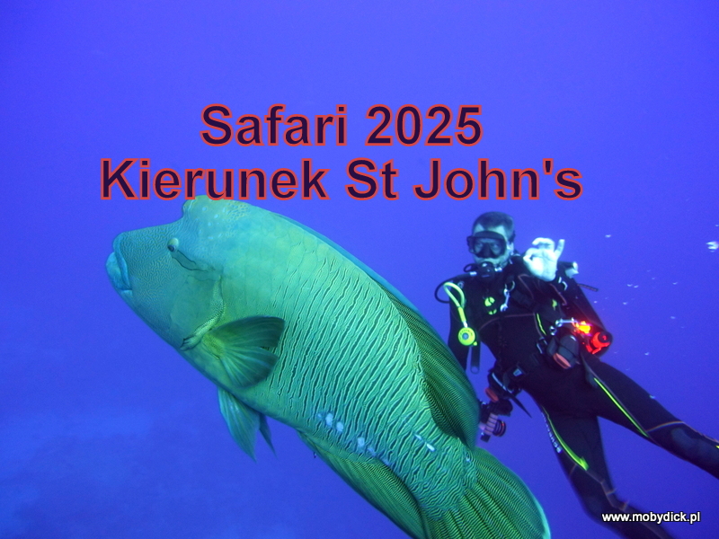 SAFARI NURKOWE 2025